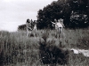 BUDÁČEK 1994